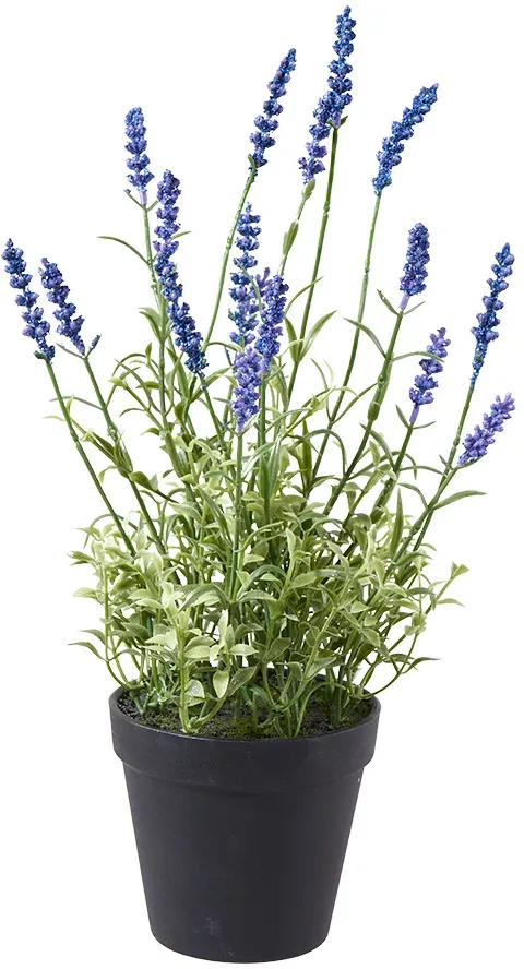 Lavendel 37cm im Topf lavendel