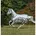 Bucas Buzz-Off Rain Zebra & Neck