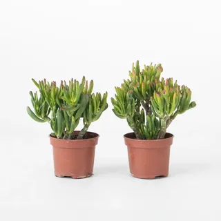 Plant in a Box - Jadepflanze - 2er Set - Crassula ovata 'Hobbit' - Höhe 10-20cm - Topf 12cm