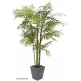 Europalms Cycasrohrpalme, 280cm