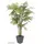 Europalms Cycasrohrpalme, 280cm