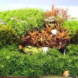 JBL Solar Natur Ultra