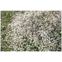 Gypsophila paniculata 'Schneeflocke', Schleierkraut, weiß, ca. 9x9 cm Topf