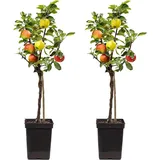 Plant in a Box - Apfelbaum mit 3 Apfelsorten in einem Baum - 2er Set - Höhe 60-70 cm - Topf 17cm