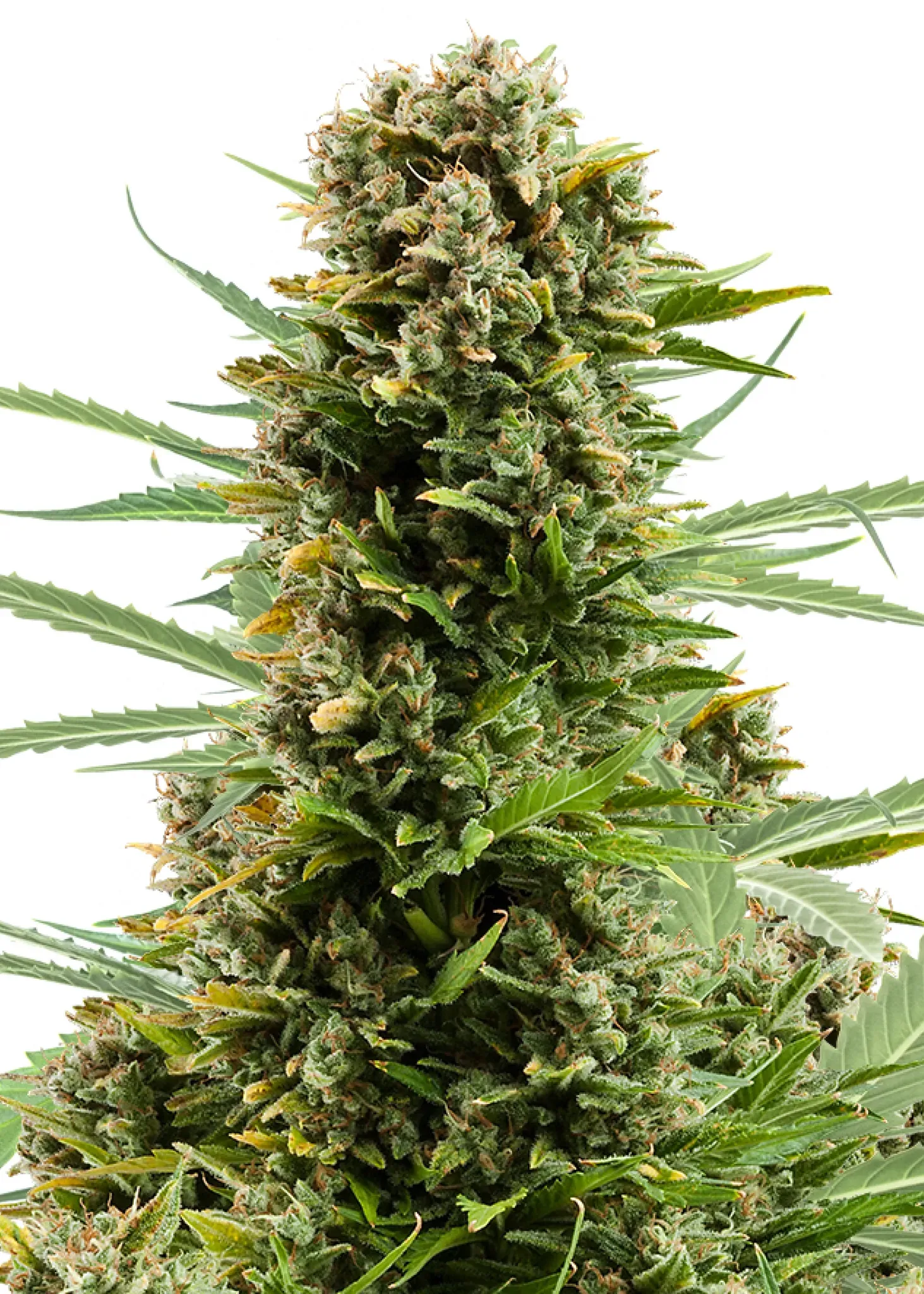 Royal Queen Seeds White Widow Auto 1 Samen