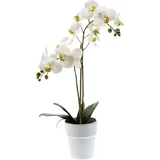 Künstliche Orchidee - Leonard | Real Touch | 65 cm