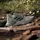 adidas Terrex Soulstride Herren Silgrn/Cblack/Seimor 43