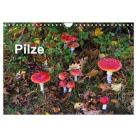 Calvendo Pilze (Wandkalender 2026 DIN A4 quer), CALVENDO Monatskalender: