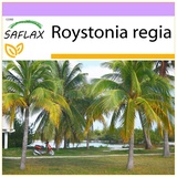 Saflax - Cubanische Königspalme - 8 Samen - Roystonia regia