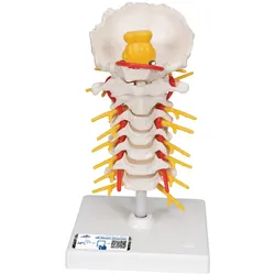 Halswirbelsäulenmodell, beweglich, auf Stativ - 3B Smart Anatomy