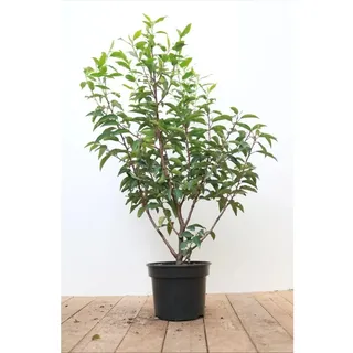 Pflanzen Für Dich Prunus lusitanica 'Angustifolia', Portugiesischer Lorbeer, 40–60 cm