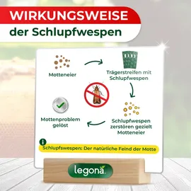 legona-de Schlupfwespen gegen Wachsmotten