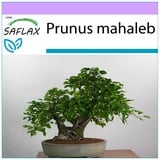 Saflax - Bonsai - Felsenkirsche - 30 Samen - Prunus mahaleb