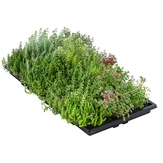 Dehner Dachbegrünungsmatte mit Fetthenne, verschiedene Sorten, 4-teilig