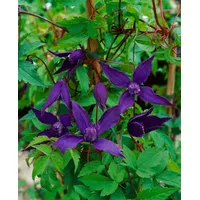 Pflanzen Für Dich Clematis alpina Tage Lundell' Alpen-Waldrebe Blau