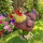 Relaxdays Gartenfigur Huhn 9 x 19 x 24 cm Braun/Gelb/Rot