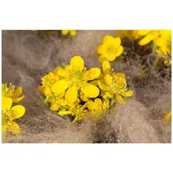 Eranthis cilicica, Winterling, gelb, ca. 9x9 cm Topf