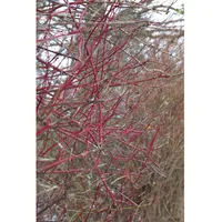 Pflanzen Für Dich Cornus alba 'Sibirica', Hartriegel, leuchtend rot,