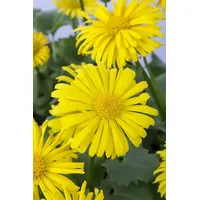 Pflanzen Für Dich Doronicum orientale 'Magnificum' ca. 9x9 cm