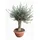 sunny-tree Olea Europea Winterharte Verzweigter Olivenbaum 180 cm im Decotopf 45 Jahre alt