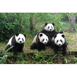 Fototapete PAPERMOON "GROßER PANDA BÄR-TIERE CHINA WALD LANDSCHAFT BÄUME", bunt, B:4,00m L:2,60m, Vlies, Tapeten