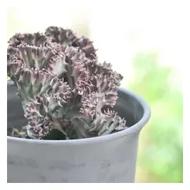 Plant in a Box - 2 Stk - Euphorbia 'Lactea' - Höhe 25-30cm