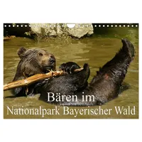 Calvendo Bären im Nationalpark Bayerischer Wald (Wandkalender 2026 DIN