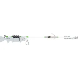 MadCat Adjusta Profi River Rig Dedbait Wels-Rig 2