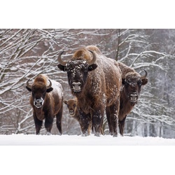 PAPERMOON Fototapete „Büffel im Schnee“ Tapeten Gr. B/L: 4,50 m x 2,80 m, Bahnen: 9 St., bunt Fototapeten