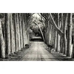 Fototapete PAPERMOON "Photo-Art SANDRA STIMAC, OHNE TITEL", bunt, B:3,50m L:2,60m, Vlies, Tapeten