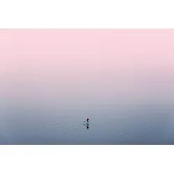 Fototapete PAPERMOON "Ente im Wasser", bunt, B:4,50m L:2,80m, Vlies, Tapeten