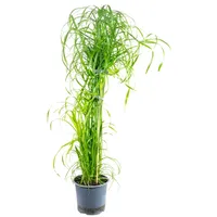 Flowerbox Value Greens Wasserliebendes Zyperngras Cyperus Alternifolius ca. 55
