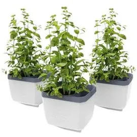 Gusta Garden Herbs Buddy 15,3 x 14,8 x 14 cm Weiß