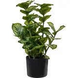 Beliani Kunstpflanze ORBIFOLIA 50 cm Grün