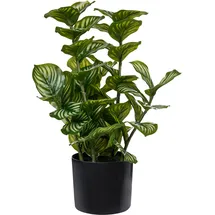 Beliani Kunstpflanze ORBIFOLIA 50 cm Grün