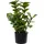Beliani Kunstpflanze ORBIFOLIA 50 cm Grün