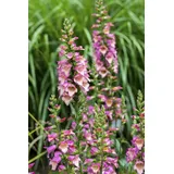 PlantaPro Digitalis purpurea – 9x9 cm Topf – Winterhart, Pflegeleicht – Fingerhut – Beetpflanze für Garten & Naturgarten