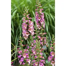 PlantaPro Digitalis purpurea – 9x9 cm Topf – Winterhart, Pflegeleicht – Fingerhut – Beetpflanze für Garten & Naturgarten