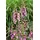 PlantaPro Digitalis purpurea – 9x9 cm Topf – Winterhart, Pflegeleicht – Fingerhut – Beetpflanze für Garten & Naturgarten