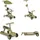 Byox Cornet 6 in 1 Multifunktionsroller Grün
