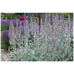 Stachys byzantina 'Silky Fleece', Wollziest, silbrig, ca. 9x9 cm Topf