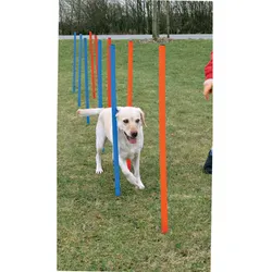 Dog - Agility - Slalom