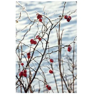 Pflanzen Für Dich Rosa canina, Hundsrose, rosa Blüten, 60–100 cm