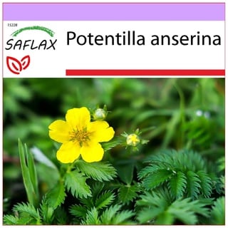 SAFLAX - Heilpflanzen - Gänsefingerkraut - 20 Samen - Potentilla anserina