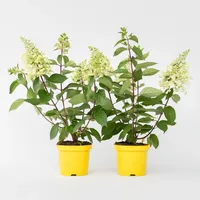 Plant in a Box - Hortensie - 2 Stk