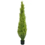 Europalms Zypresse, Leyland, 120cm