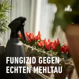 Compo Mehltau-frei Thiovit-Jet 75 g