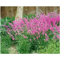 Pflanzen Für Dich Silene schafta 'Splendens', Karthäusernelke, pink, ca.