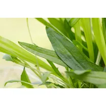 PlantaPro Plantago lanceolata 9x9 cm Topf – Winterhart, Mehrjährig, Pflegeleicht – Spitzwegerich – Wildstaude für Naturgarten & Wiese