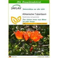 SAFLAX - Afrikanischer Tulpenbaum - 30 Samen - Mit